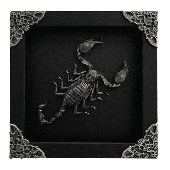 Scorpion Display Real Frame Shadow Box Insect Art Wall Decor Curiosity Cabinet Nature Decoration Gift For Women Desk Tabletop Or Wall Hanging Black Frame Home Decor K14-51-DE