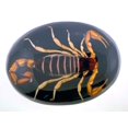 thumbnail image 1 of Scorpion Real Insect Belt Buckle Black Western Cowboy Rodeo Style Fashion Costume New Big Men Women, 1 of 3