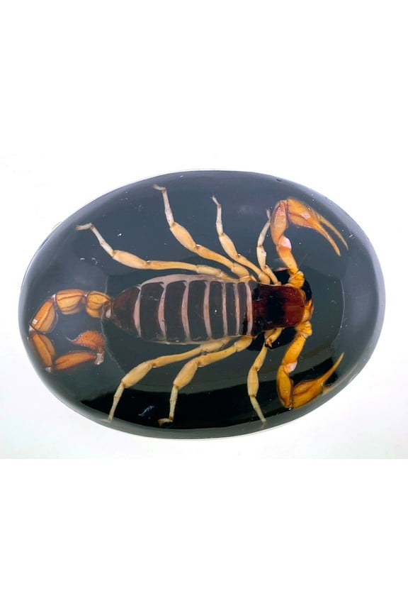 Scorpion Real Insect Belt Buckle Black Western Cowboy Rodeo Style Fashion Costume New Big Men Women