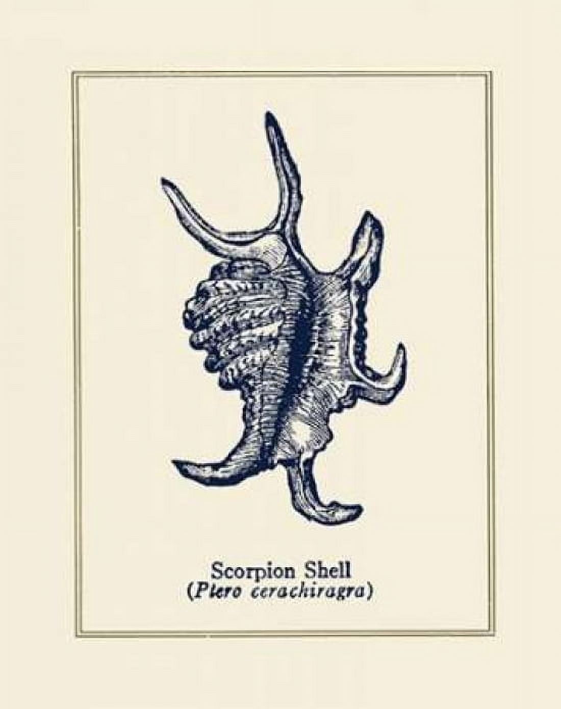 Scorpion Shell Canvas Art - Gregory Gorham (24 x 30)
