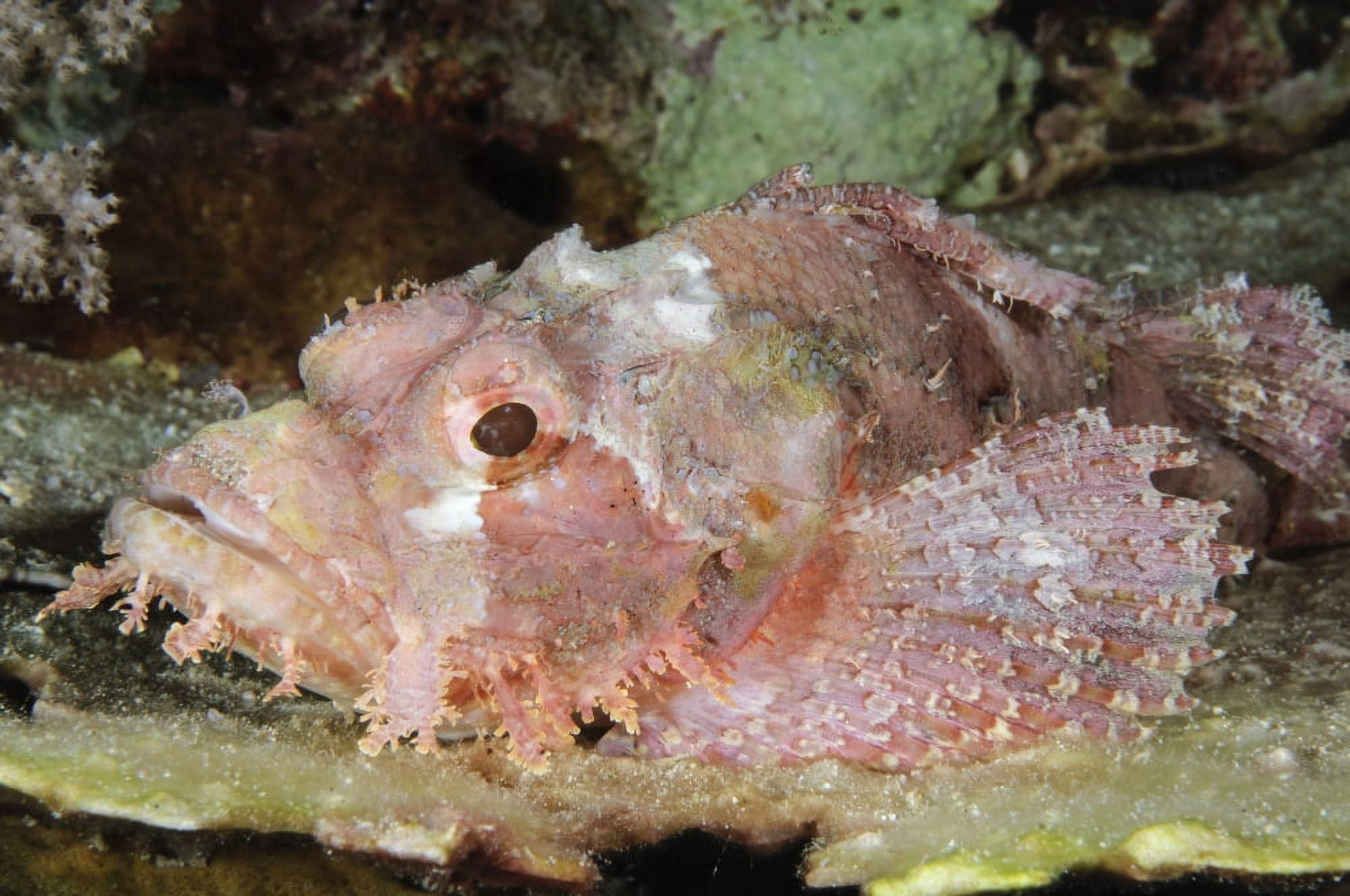 Scorpionfish Indonesia Canvas Art - Todd WinnerStocktrek Images (18 x 12)