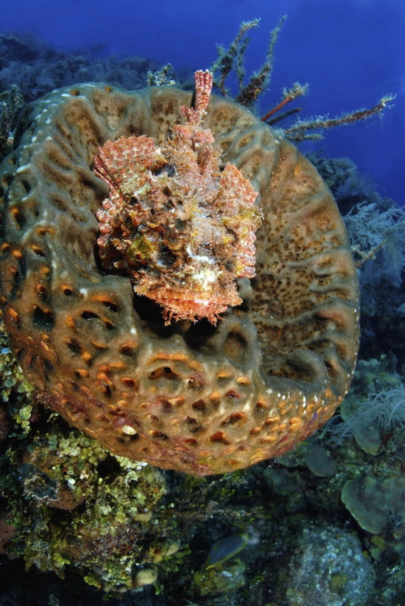 Scorpionfish hiding in a barrel sponge Canvas Art - Amanda NichollsStocktrek Images (12 x 17)
