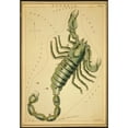 thumbnail image 1 of Scorpius Constellation, Zodiac Sign, 1825 Poster Print by Science Source (24 x 36), 1 of 3
