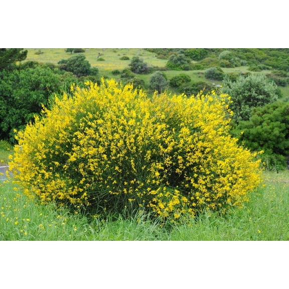 Scotch Broom Seeds for Planting (30 Seeds) Vibrant Yellow Blooms, Great for Privacy and Landscaping - Cytisus scoparius