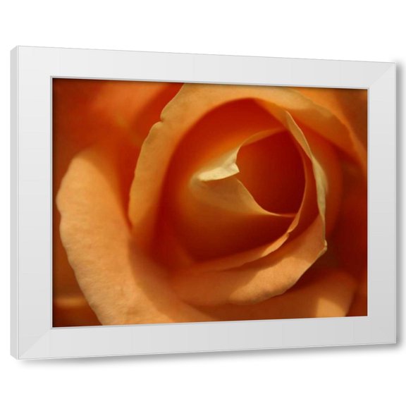 Scott Larson 14x12 White Modern Wood Framed Wall Art Titled - Single Rose I