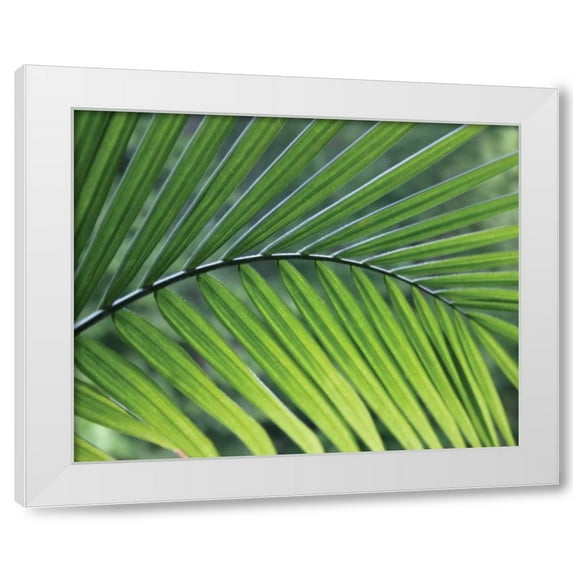 Scott Larson 18x15 White Modern Wood Framed Wall Art Titled - Green Palm I
