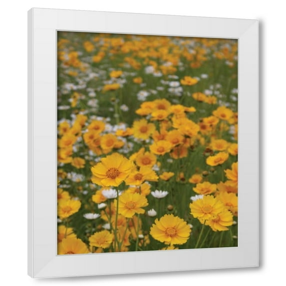 Scott Larson 26x32 White Modern Wood Framed Wall Art Titled - High Meadow III