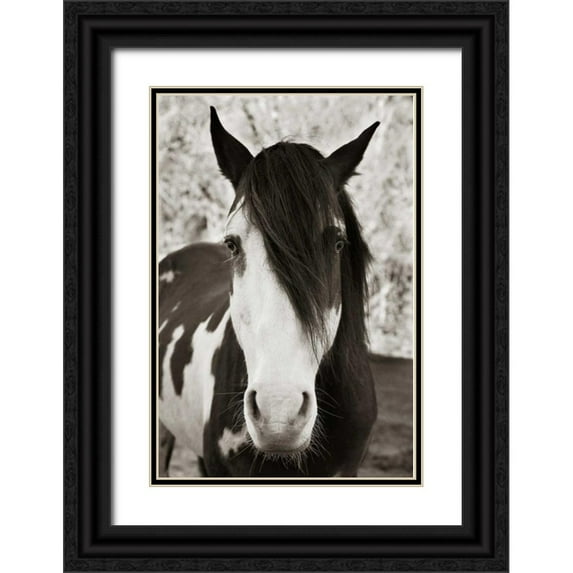 Scott, Traer 13x18 Black Ornate Wood Framed with Double Matting Museum Art Print Titled - Pale Eyed Stallion