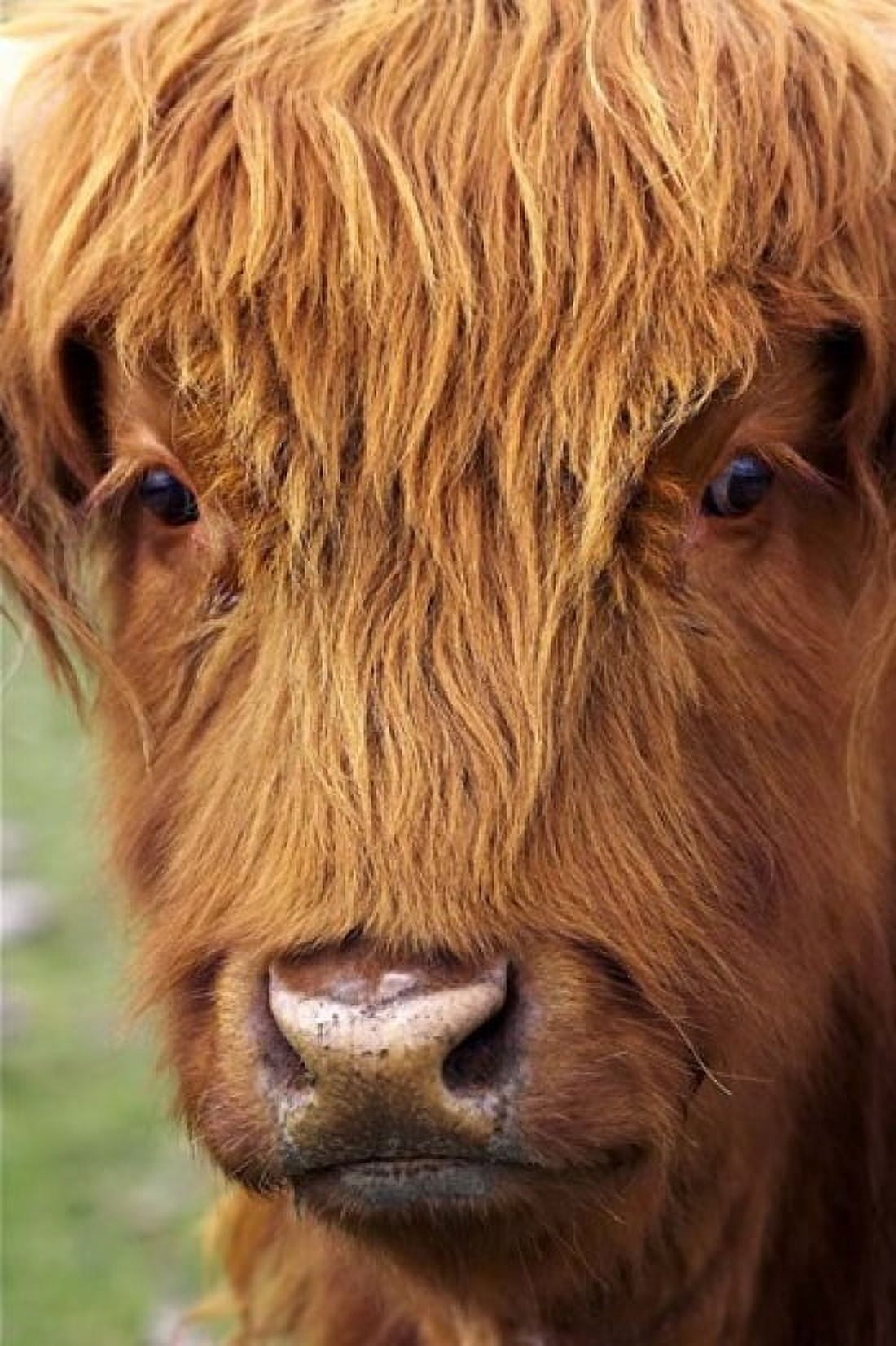 Scottish Cow Deer Park Heights Queenstown South island New Zealand Canvas Art - David Wall DanitaDelimont (17 x 26)