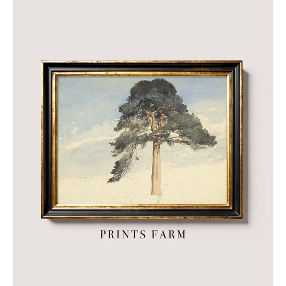 Scottish Fir Tree Wall Art Print With Vintage Botanical Home Decor
