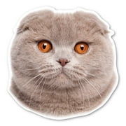 Scottish Fold Cat Magnet