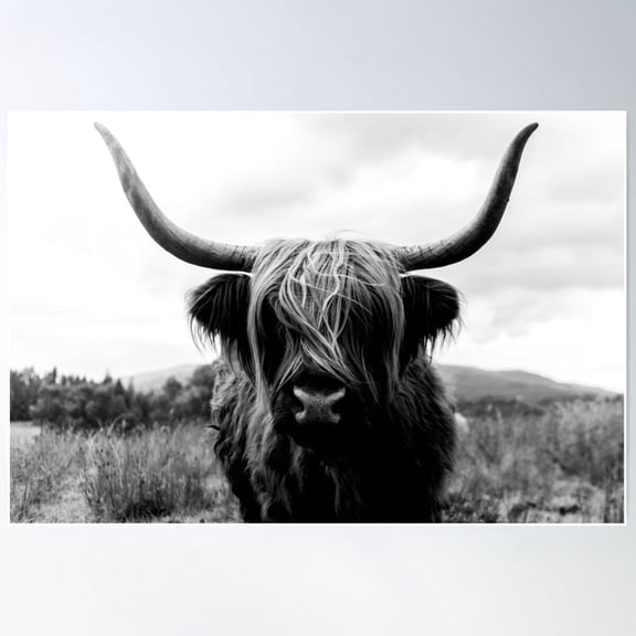 Scottish Highland Cattle - Black And White Animal Photography Poster Wall Art, Modern Wall Decor For Living Room Bedroom, 8x12 UNFRAMED