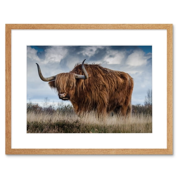 Scottish Highland Cow Coo Framed Wall Art Print