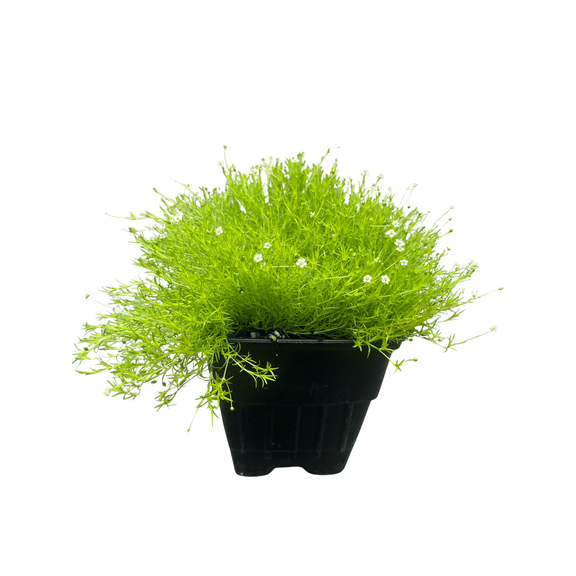 Scottish Moss - Sagina subulata Aurea - Quart Pot -  Very Hardy