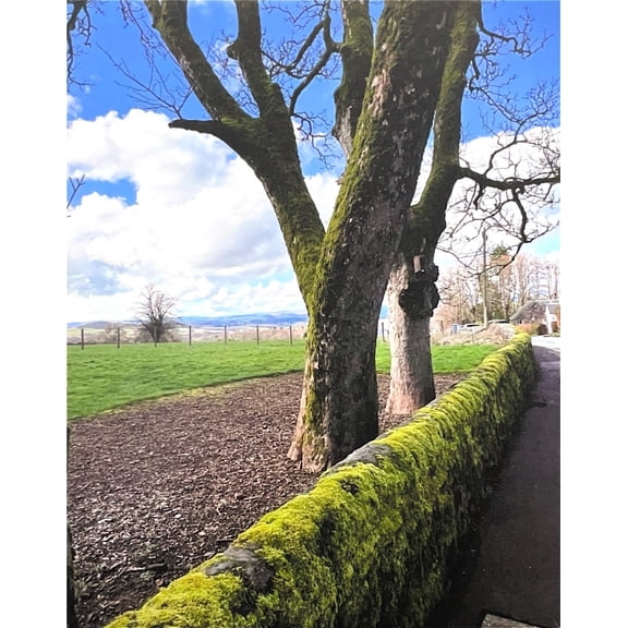 Scottish Path Canvas Print