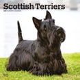 thumbnail image 1 of Scottish Terriers 2025 Square Wrap, 1 of 9