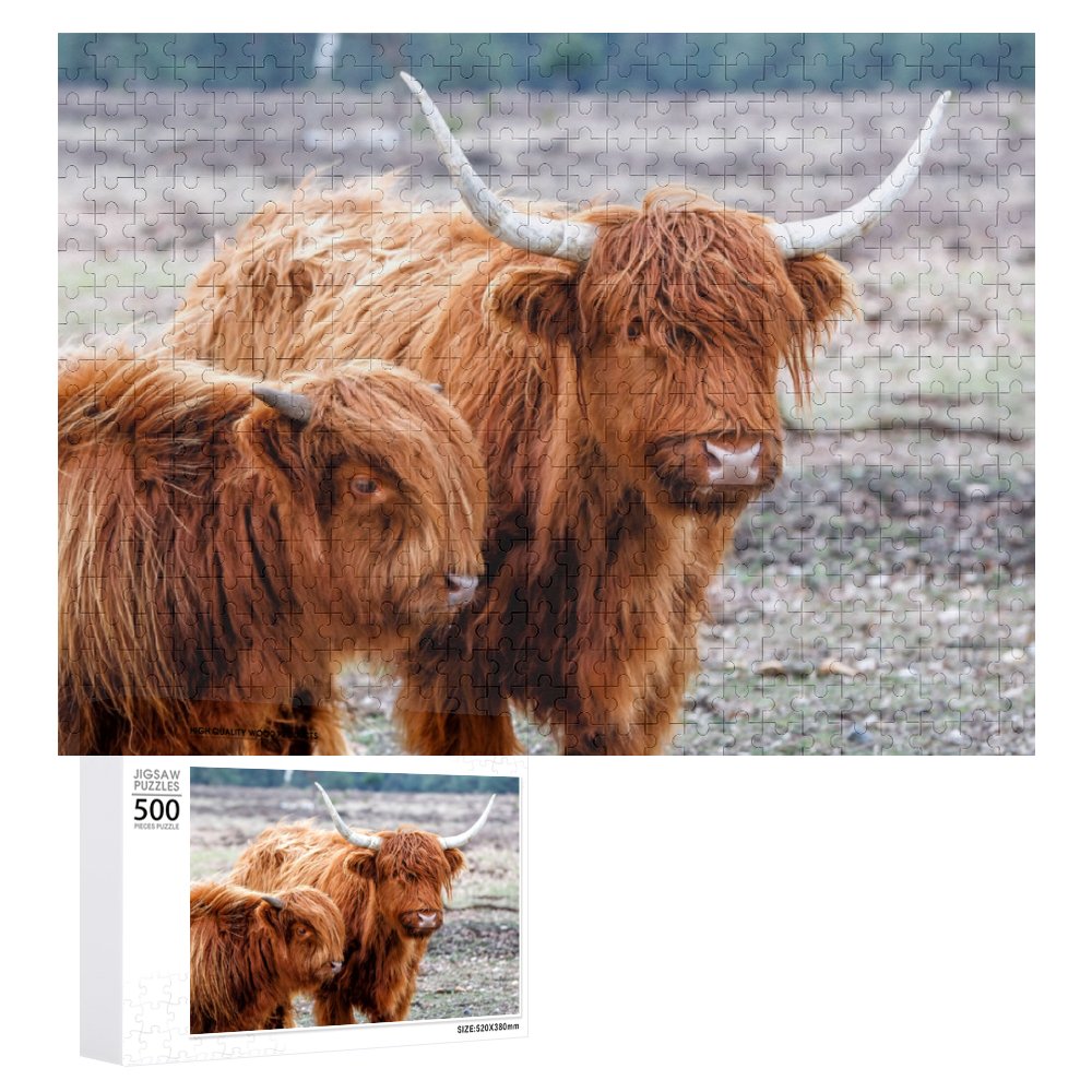 Scottish highlander or Highland cow cattle Jigsaw Puzzles 500 Pieces