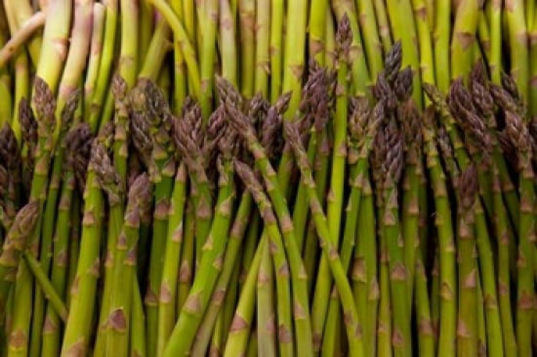 Scotts asparagus farm Marlborough South Island New Zealand Canvas Art - Douglas Peebles DanitaDelimont (29 x 19)