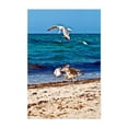 thumbnail image 1 of Screaming seagulls  - Rostock Mecklenburg-Vorpommern Germany Photography Seascape Bird Coastal Beach Waves Wildlife Ocean Unframed Wall Art Print 12 x 18 inches, 1 of 60