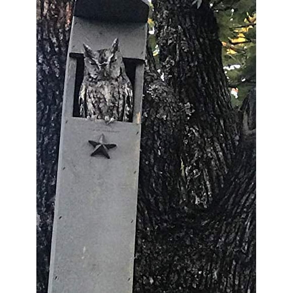 Screech Owl House - Nesting Box - Rectangular Opening