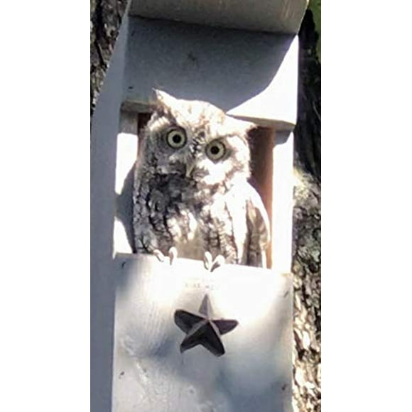 Screech Owl House - Nesting Box