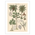 thumbnail image 1 of Screw-Pine Tree (Pandaneae) - Palm Trees (Palmae) - Vintage Botanical Illustration c.1870s - Bamboo Fine Art 290gsm Paper Print (Unframed) 18x24in, 1 of 4