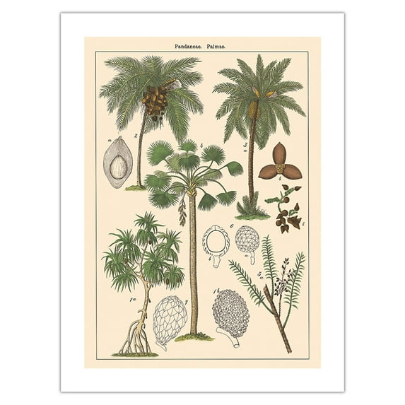 Screw-Pine Tree (Pandaneae) - Palm Trees (Palmae) - Vintage Botanical Illustration c.1870s - Bamboo Fine Art 290gsm Paper Print (Unframed) 18x24in