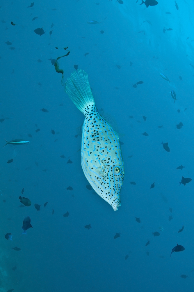 Scribbled filefish Ari and Male Atoll Maldives Canvas Art - Mathieu MeurStocktrek Images (12 x 18)
