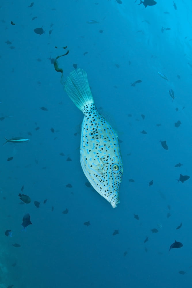 Scribbled filefish Ari and Male Atoll Maldives Canvas Art - Mathieu MeurStocktrek Images (23 x 35)