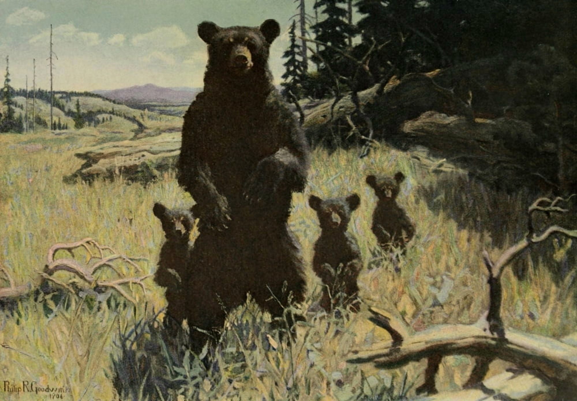 Scribners 41 1907 Grizzly Bears Canvas Art - PR Goodwin (24 x 36)