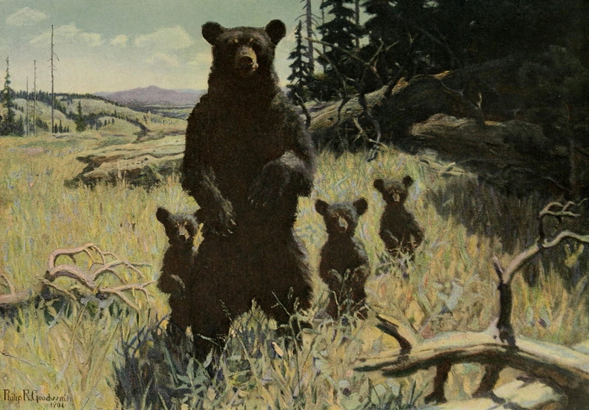 Scribners 41 1907 Grizzly Bears Canvas Art - Philip R Goodwin (18 x 24)