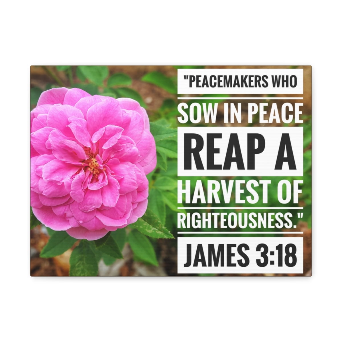 Scripture Walls Harvest Of Righteousness James 3:18 Bible Verse Canvas ...