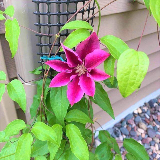 Scroll Trellis 108 inch Tall Plant Climbing Downspout Trellis Black