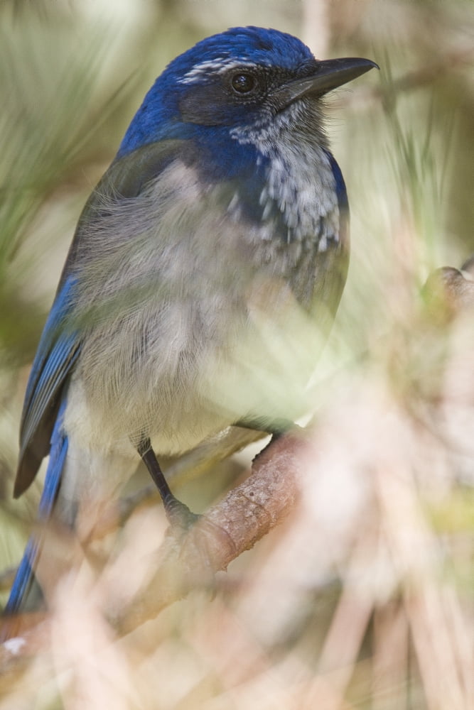 Scrub Jay Canvas Art - Robert Postma Design Pics (22 x 34)