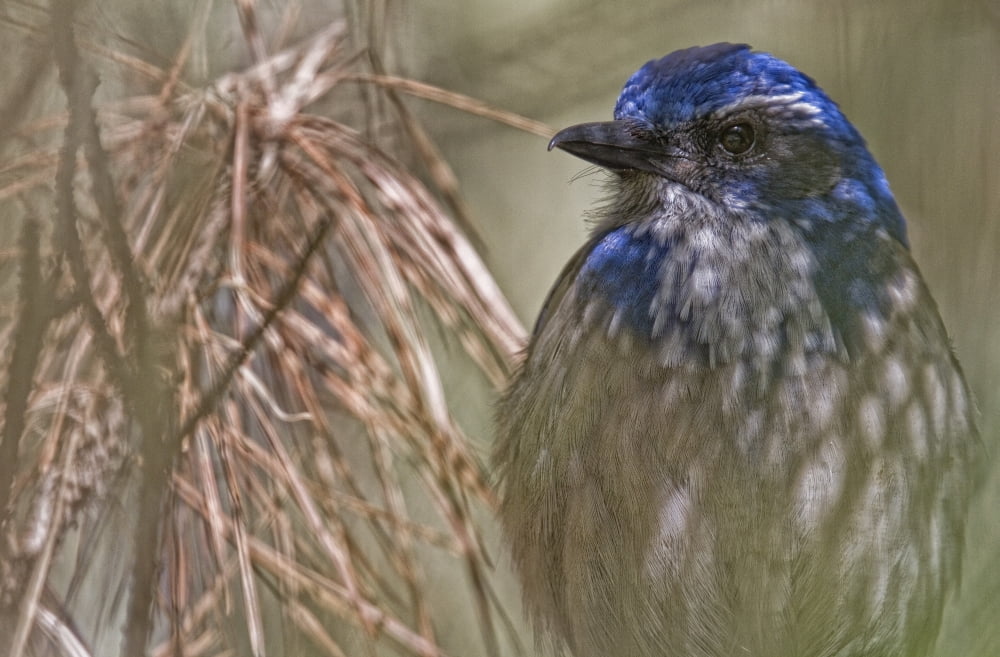 Scrub Jay Canvas Art - Robert Postma Design Pics (34 x 22)