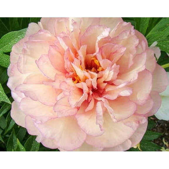 Scrumdiddlyumptious Peony: Big Bareroot-- Great for Spring or Fall Planting!