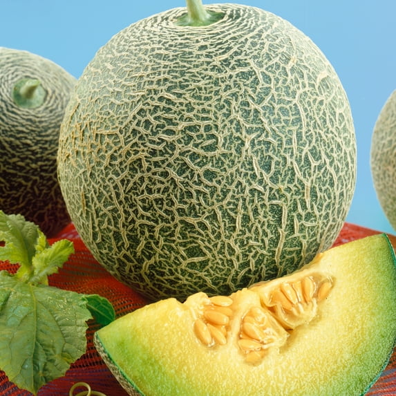 Scrumptious F1 Hybrid Melon Seeds - 3 g Packet ~80 Seeds - Non-GMO, F1 Hybrid - Fruit & Vegetable Garden - Cucumis melo