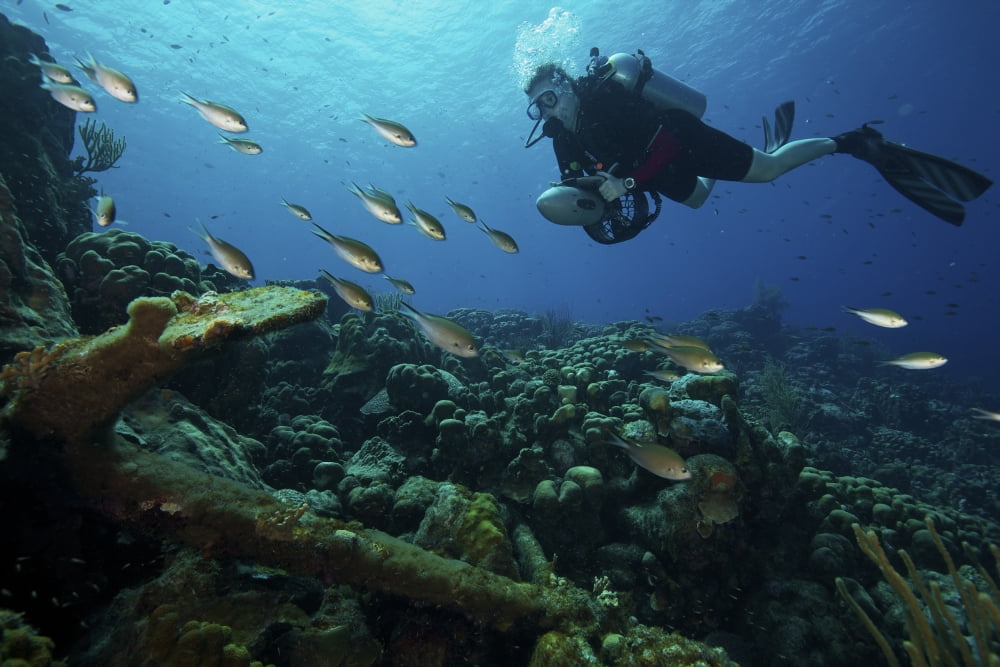 Scua diver inspects an old 18th century anchor in the reef shallows of Bonaire Canvas Art - Terry MooreStocktrek Images (18 x 12)