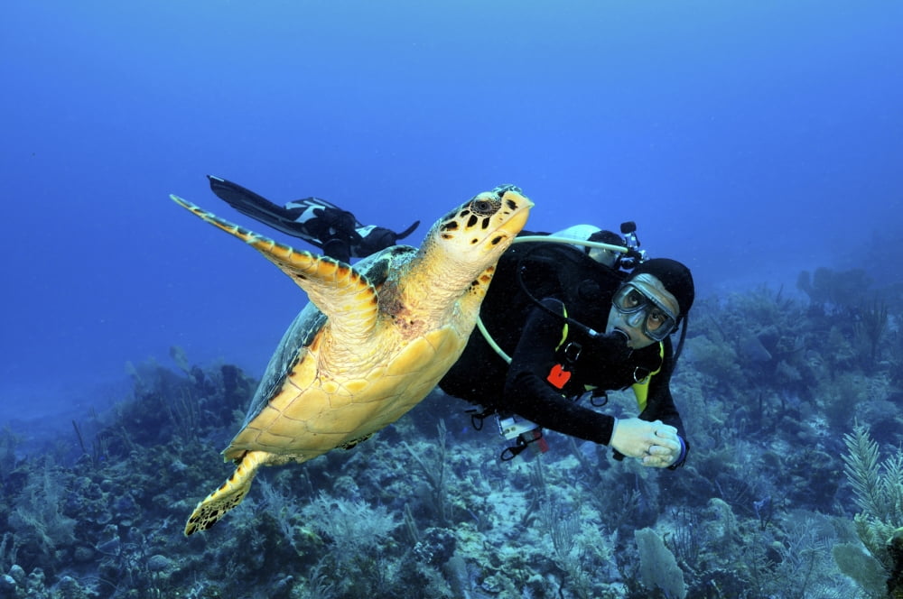Scuba Diver swimming with Hawksbill Turtle in Caribbean Sea Canvas Art - Karen DoodyStocktrek Images (35 x 23)