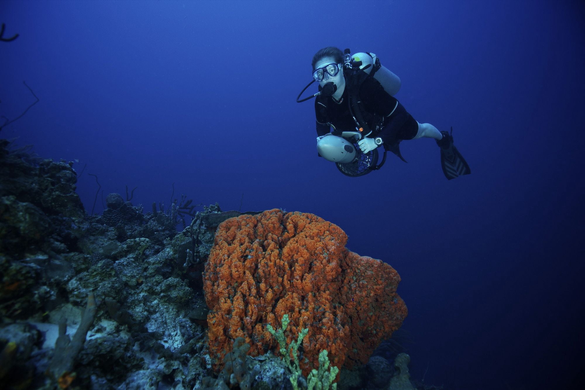 Scuba Diver swims over a large elephant ear sponge Canvas Art - Terry MooreStocktrek Images (35 x 23)