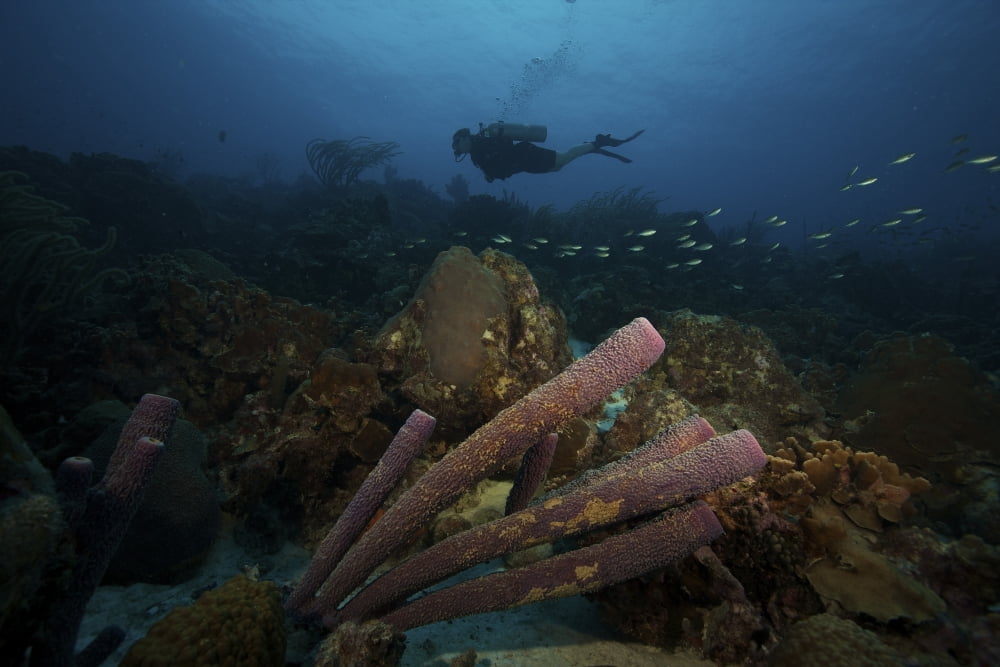 Scuba Diver swims underwater amongst large pipe sponges Canvas Art - Terry MooreStocktrek Images (18 x 12)