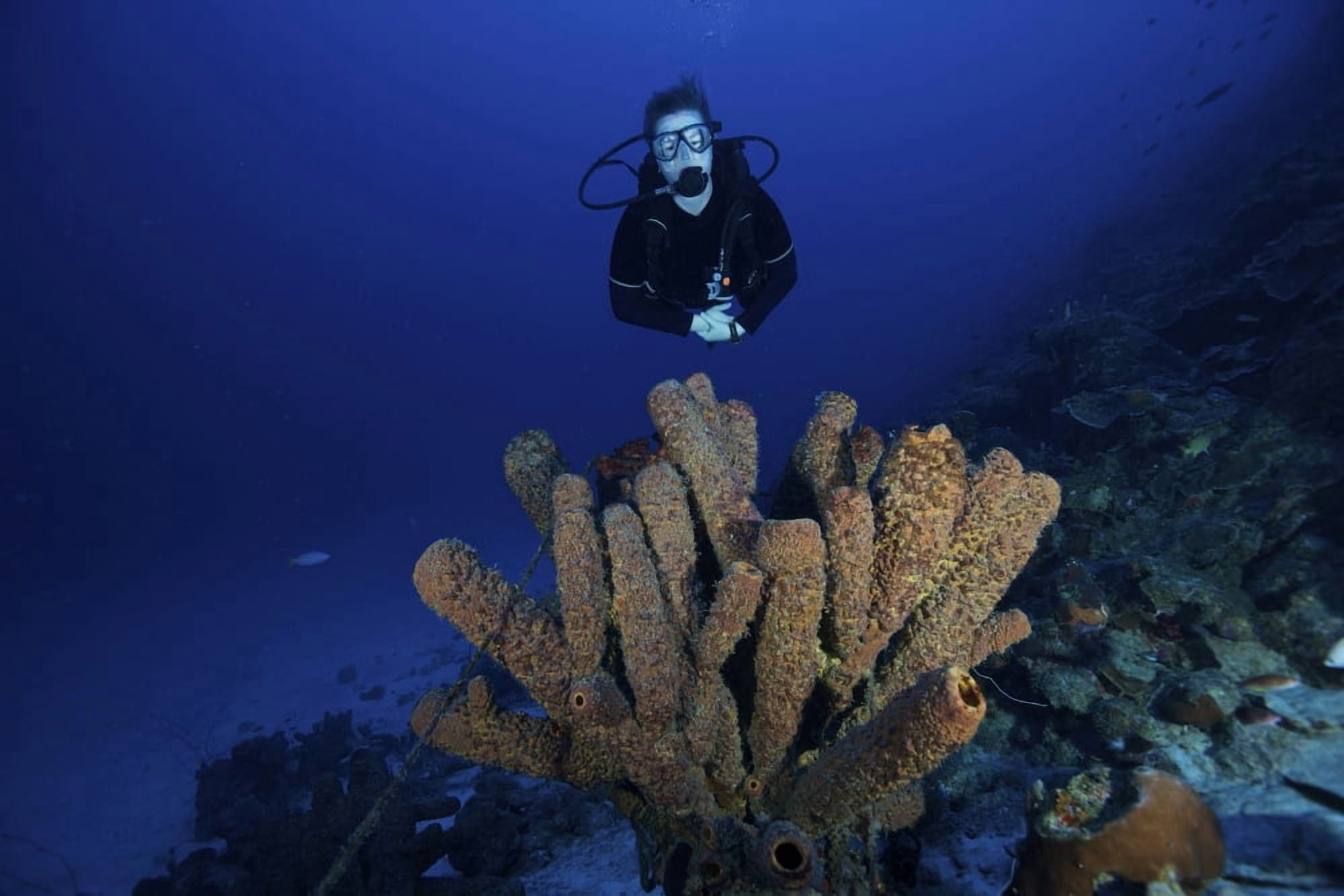 Scuba Diver swims underwater amongst sea sponges Canvas Art - Terry MooreStocktrek Images (35 x 23)