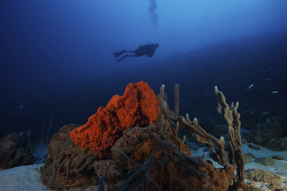 Scuba Diver swims underwater amongst sea sponges Canvas Art - Terry MooreStocktrek Images (35 x 23)