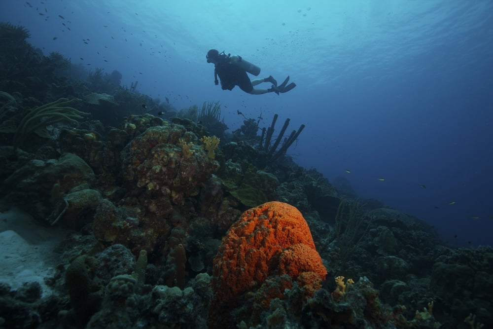 Scuba Diver swims underwater amongst sea sponges Canvas Art - Terry MooreStocktrek Images (35 x 23)