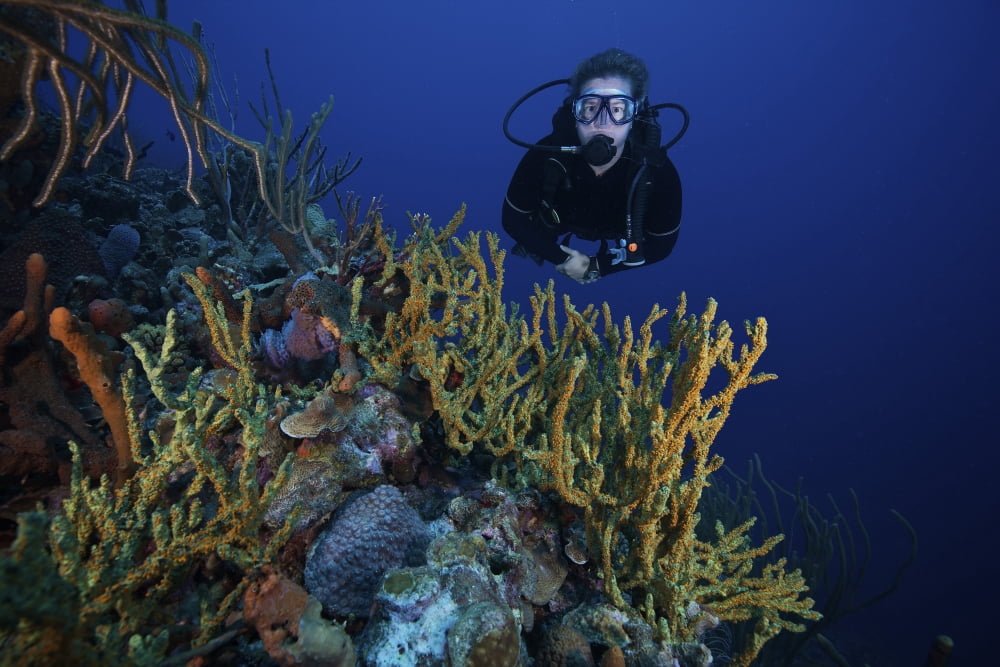 Scuba Diver swims underwater amongst sea sponges Canvas Art - Terry MooreStocktrek Images (35 x 23)