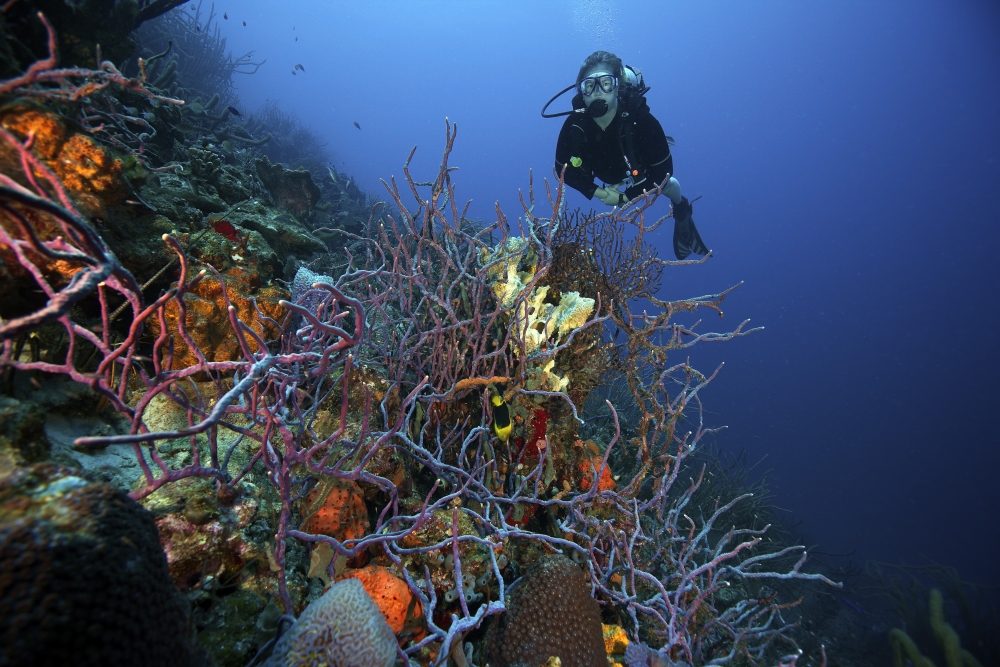 Scuba Diver swims underwater amongst sea sponges Canvas Art - Terry MooreStocktrek Images (35 x 23)