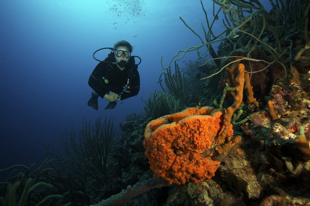 Scuba Diver swims underwater amongst sea sponges Canvas Art - Terry MooreStocktrek Images (35 x 23)