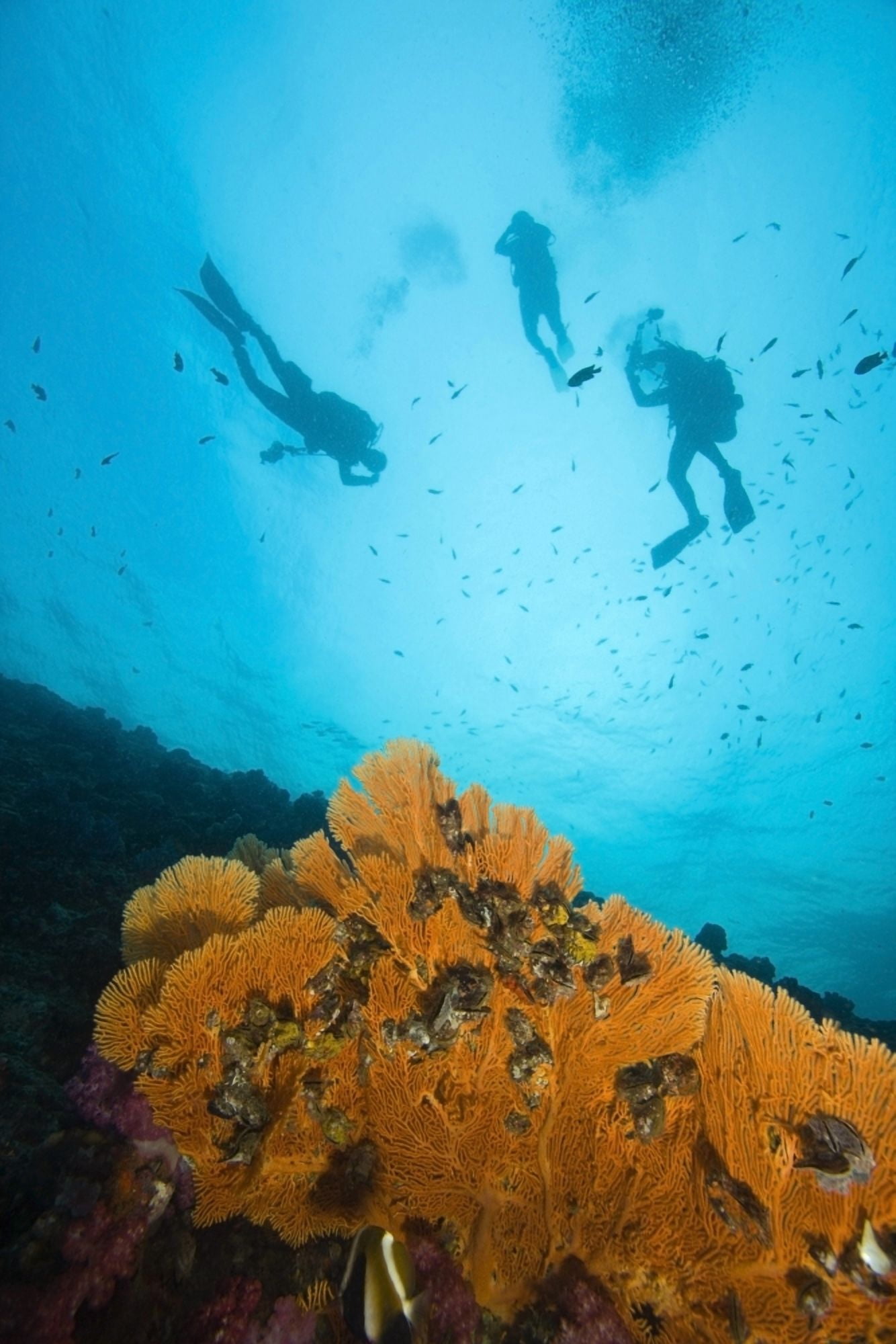 Scuba Divers Richelieu Rock Mu Koh Surin National Marine Park Similan Islands Thailand Southeast Asia Canvas Art - Stuart Westmorland Design Pics (24 x 36)