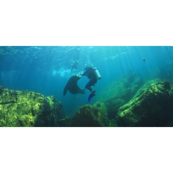 Scuba Divers With Sea Lions Underwater At Los Islotes National Marine Park Espiritu Santo Island La Paz Baja California Mexico Canvas Art - Stuart Westmorland Design Pics (22 x 10)