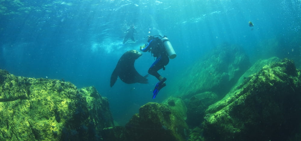Scuba Divers With Sea Lions Underwater At Los Islotes National Marine Park Espiritu Santo Island La Paz Baja California Mexico Canvas Art - Stuart Westmorland Design Pics (44 x 20)